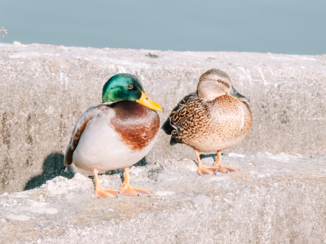 ティールカイロプラクティックの名称の由来