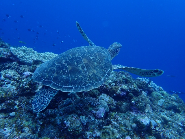 鶴は千年　亀は万年といいますが