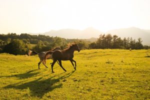 ２０２６年令和８年　午年の干支にちなんで