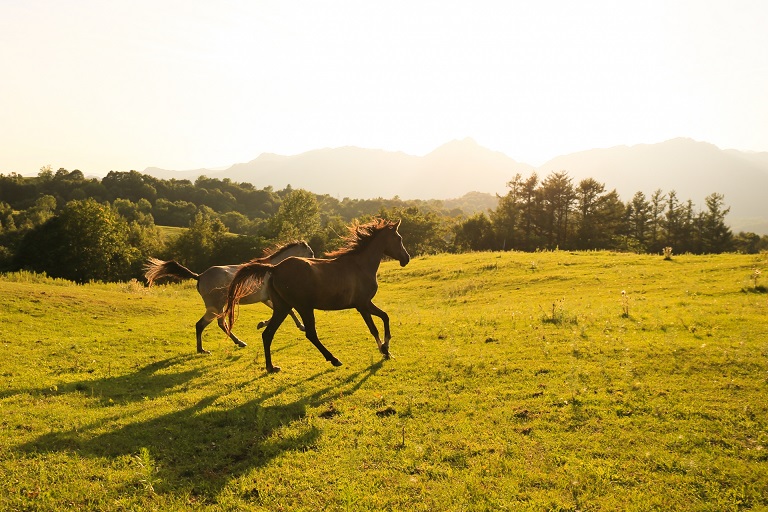 ２０２６年令和８年　午年の干支にちなんで