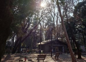 ティールカイロプラクティック武蔵小山整体院から歩いて１５分くらいで林試の森はある