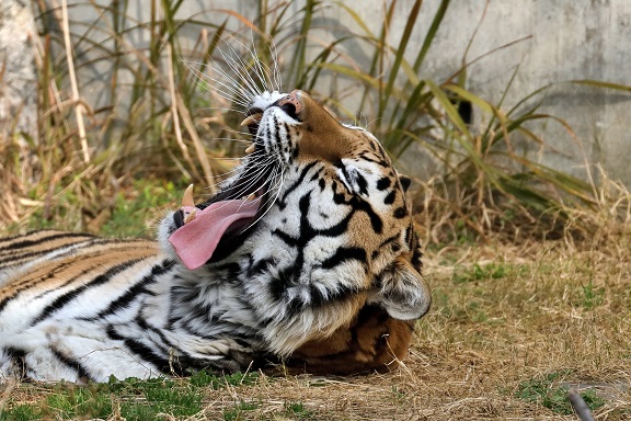 手の痺れを解消するのに役立つ意外な方法｜武蔵小山整体院