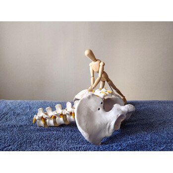 仙骨は、24個積み重なった背骨の付け根